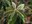 greenfrost