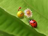 ladybuglove