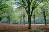 park